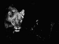 MAN 4027-Modifier-Modifier