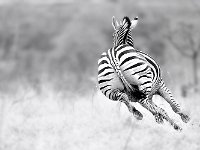 zebre